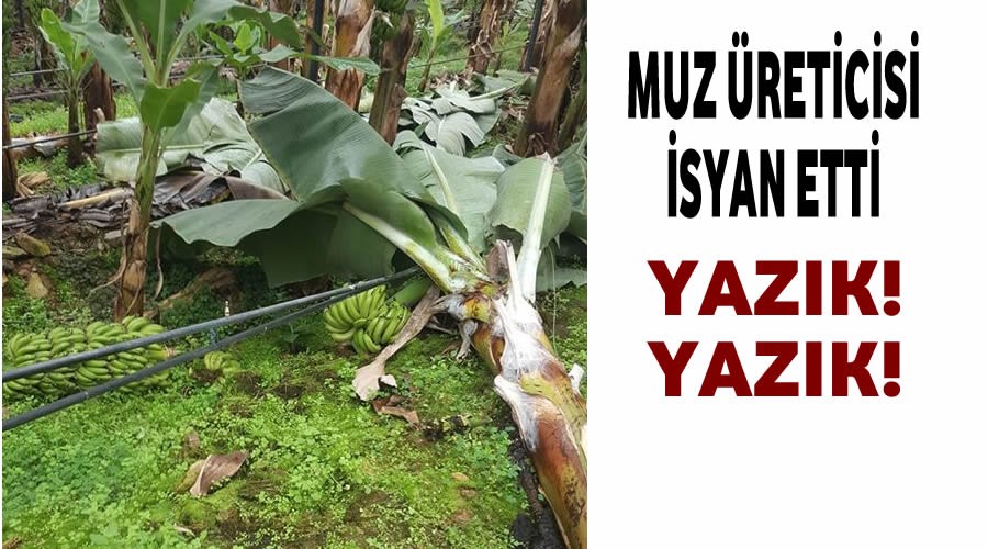 Muz reticisi isyan etti!Yazk!Yazk!...