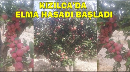 Kzlcada elma hasad balad