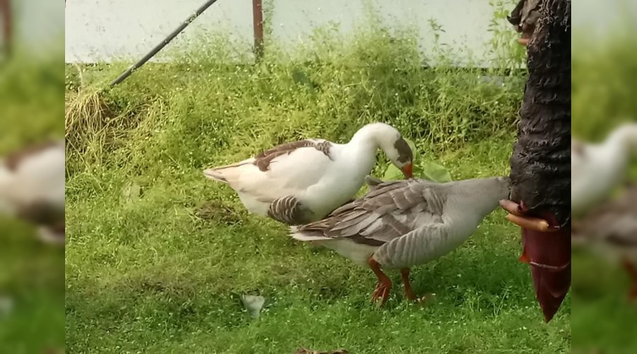 Vahdet Topuolu,Seradaki sivri otlara zm buldum