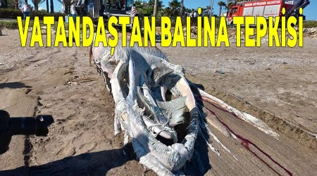 Vatandatan balina tepkisi