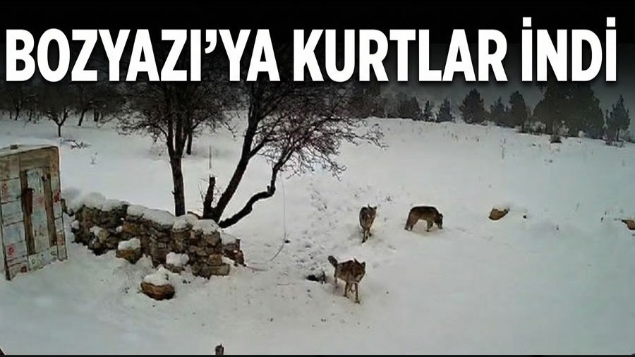 Bozyaz��ya Kurtlar �ndi
