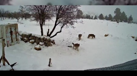 Bozyaz��ya Kurtlar �ndi