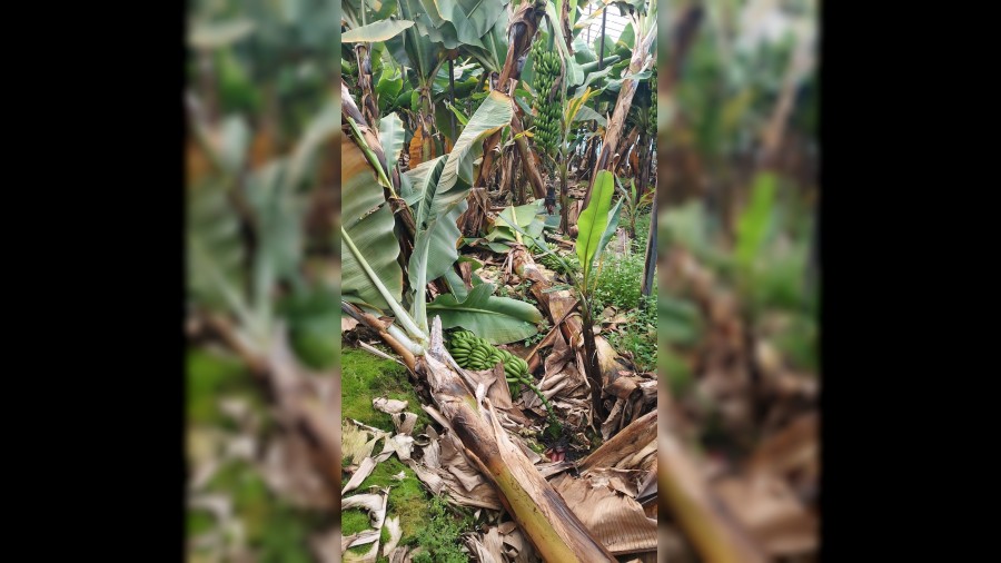 Serada �a�k�nl�k yaratan manzara