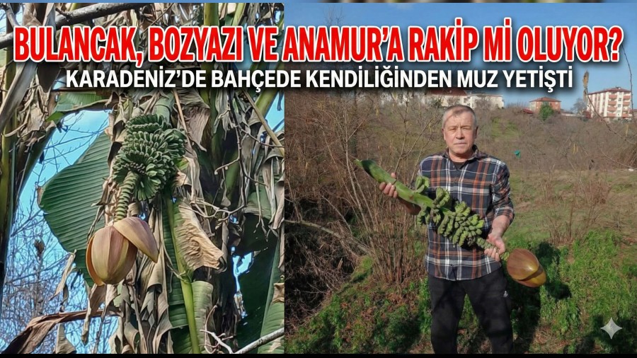 Bulancak, Bozyaz� ve Anamur�a Rakip mi Oluyor? Karadeniz�de Bah�ede Kendili�inden Muz Yeti�ti