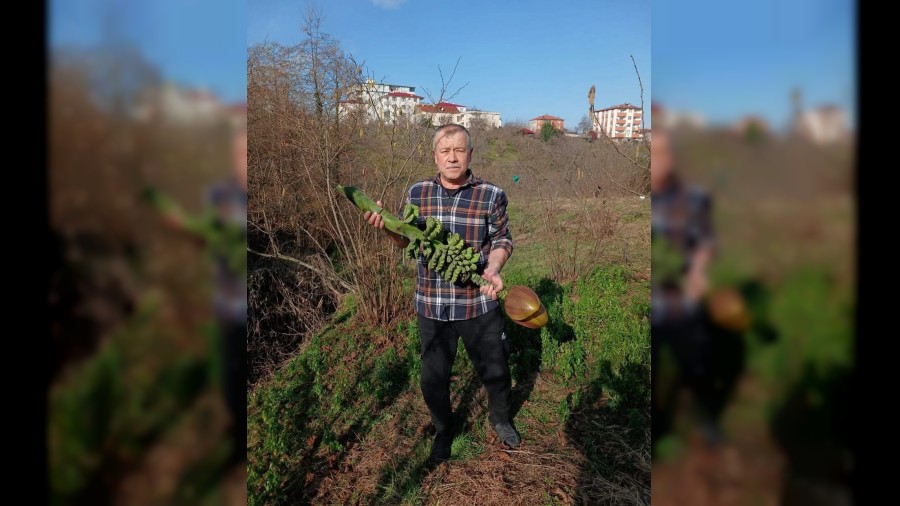 Bulancak, Bozyaz� ve Anamur�a Rakip mi Oluyor? Karadeniz�de Bah�ede Kendili�inden Muz Yeti�ti