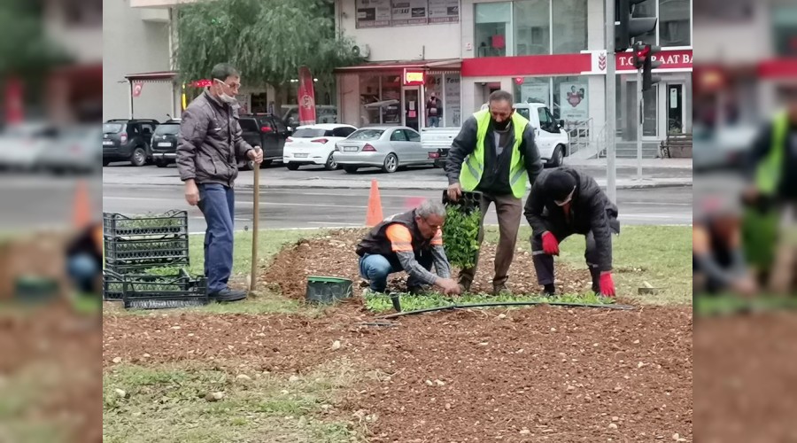 Drtyola iek ekimi balad