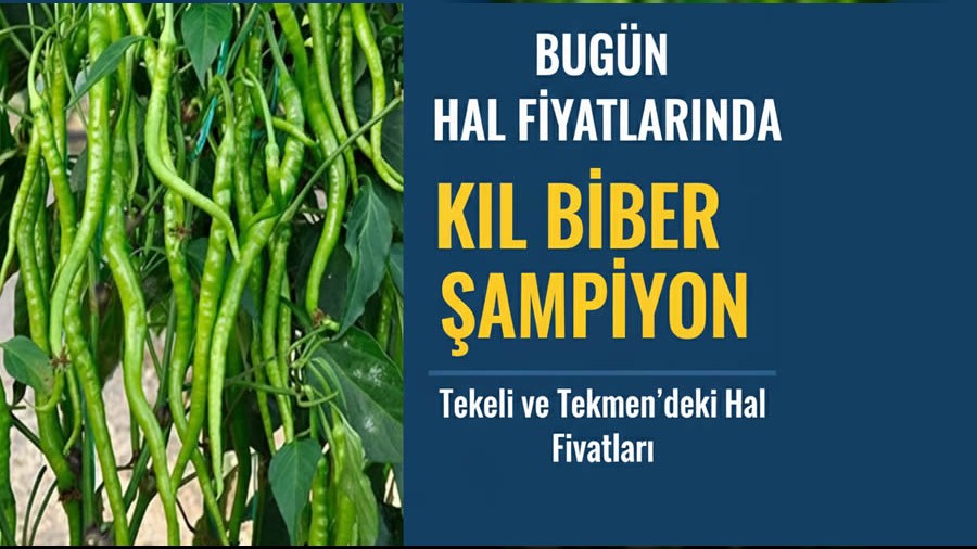 Bug�n Hal Fiyatlar�nda K�l Biber �ampiyon