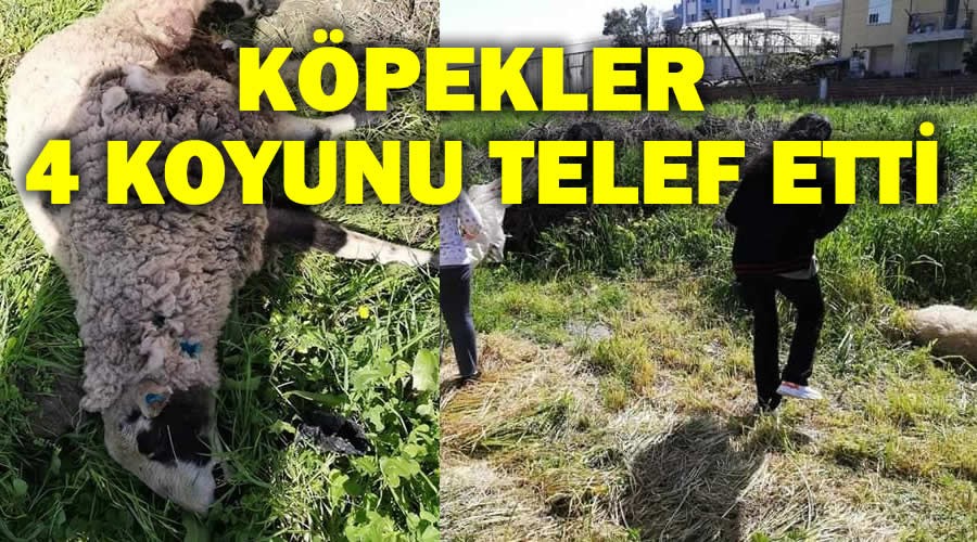 Sokak kpekleri 4 koyunu telef etti