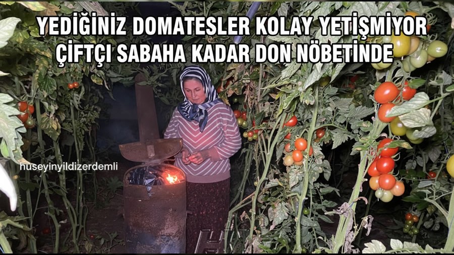 Yedi�iniz Domatesler Kolay Yeti�miyor: �ift�i Sabaha Kadar Don N�betinde