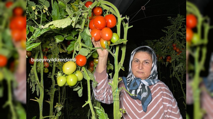 Yedi�iniz Domatesler Kolay Yeti�miyor: �ift�i Sabaha Kadar Don N�betinde