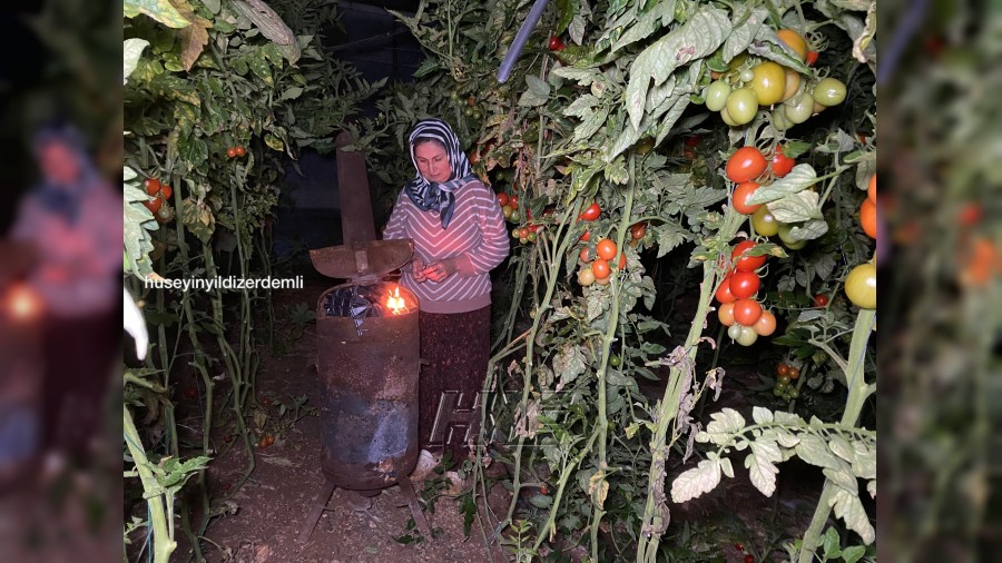 Yedi�iniz Domatesler Kolay Yeti�miyor: �ift�i Sabaha Kadar Don N�betinde